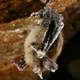 Illustration for article titled Fungal infection could wipe out some species of bats completely